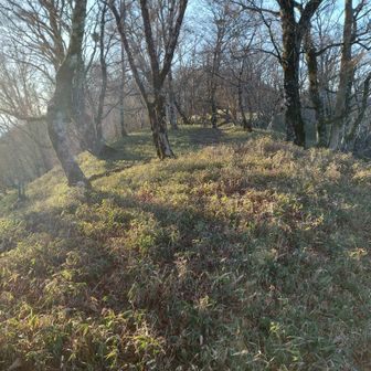 低い笹の快適な尾根を進んでいきます
鹿が笹を食べちゃうから低いままなのかな🤔