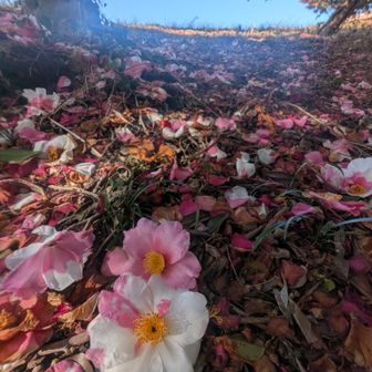 赤毛のアンのような世界