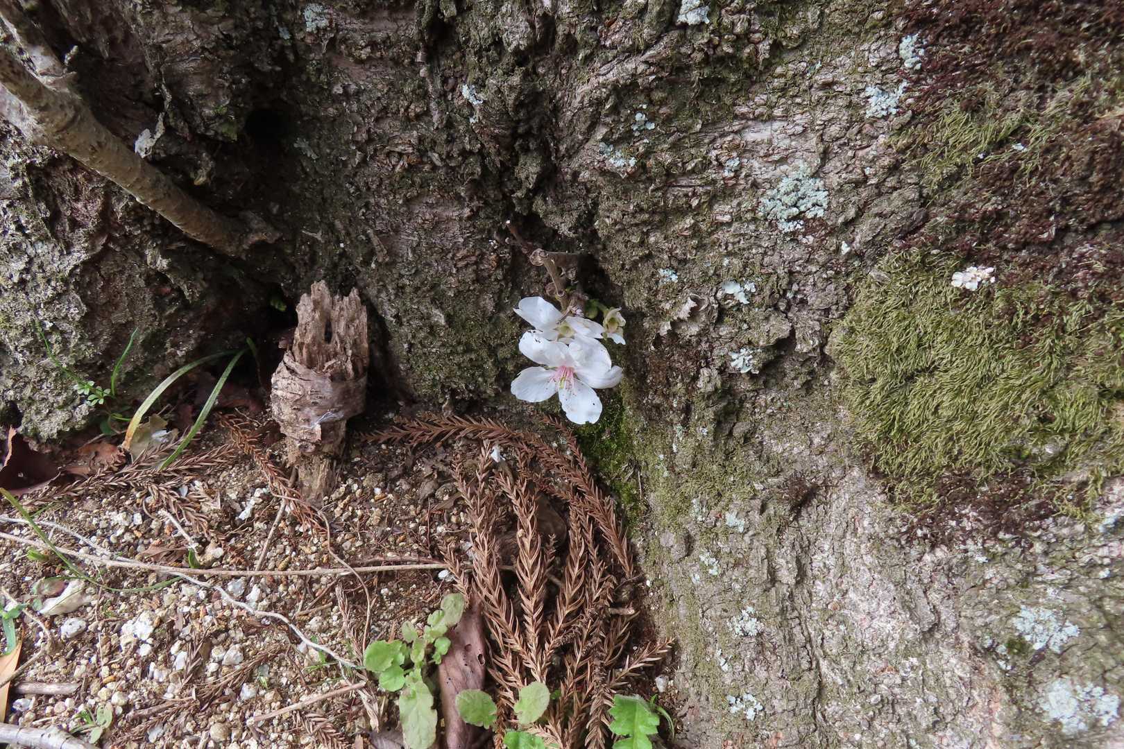 桜の木の根っこに1輪咲いてました。