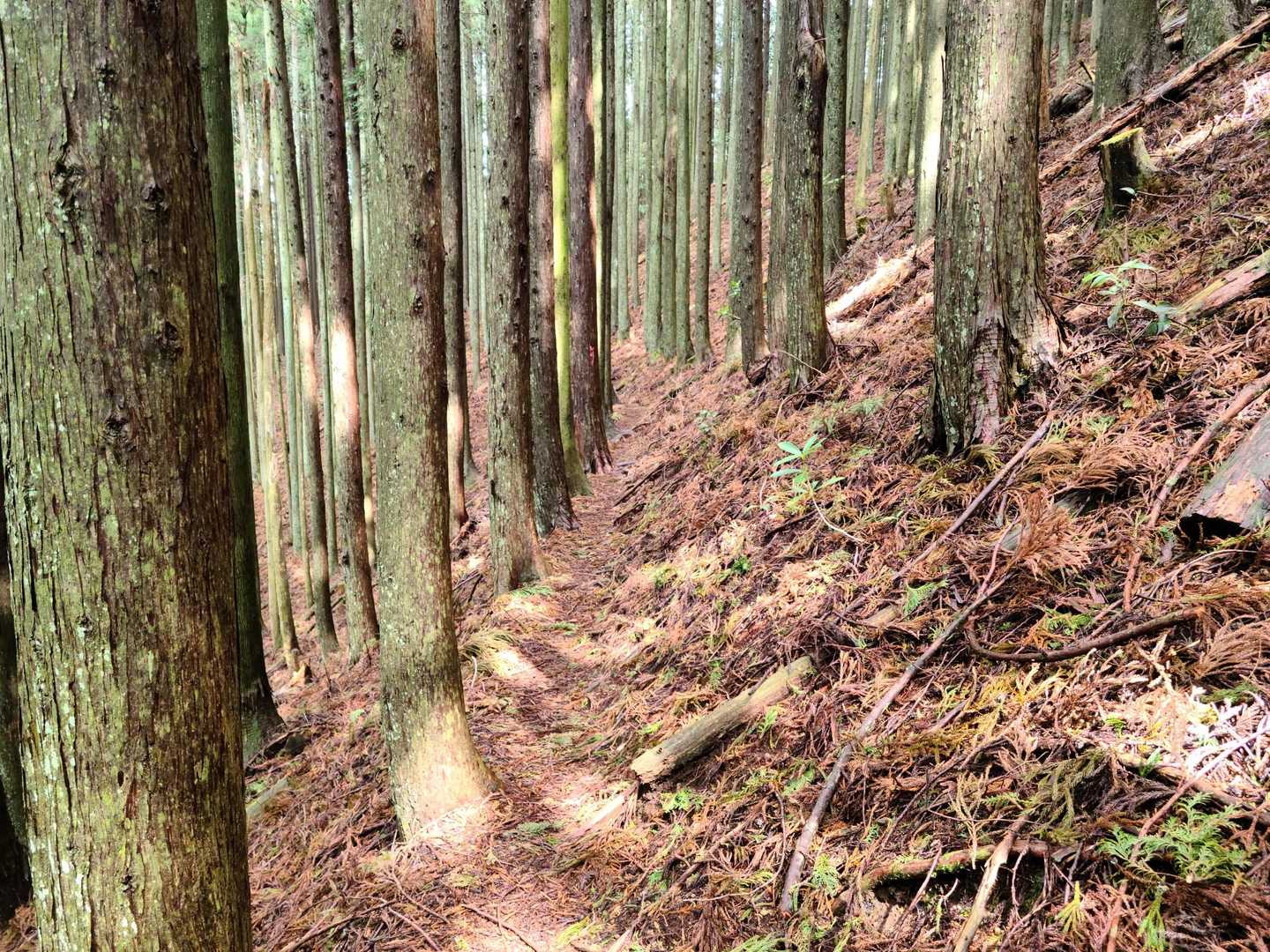 トラバース