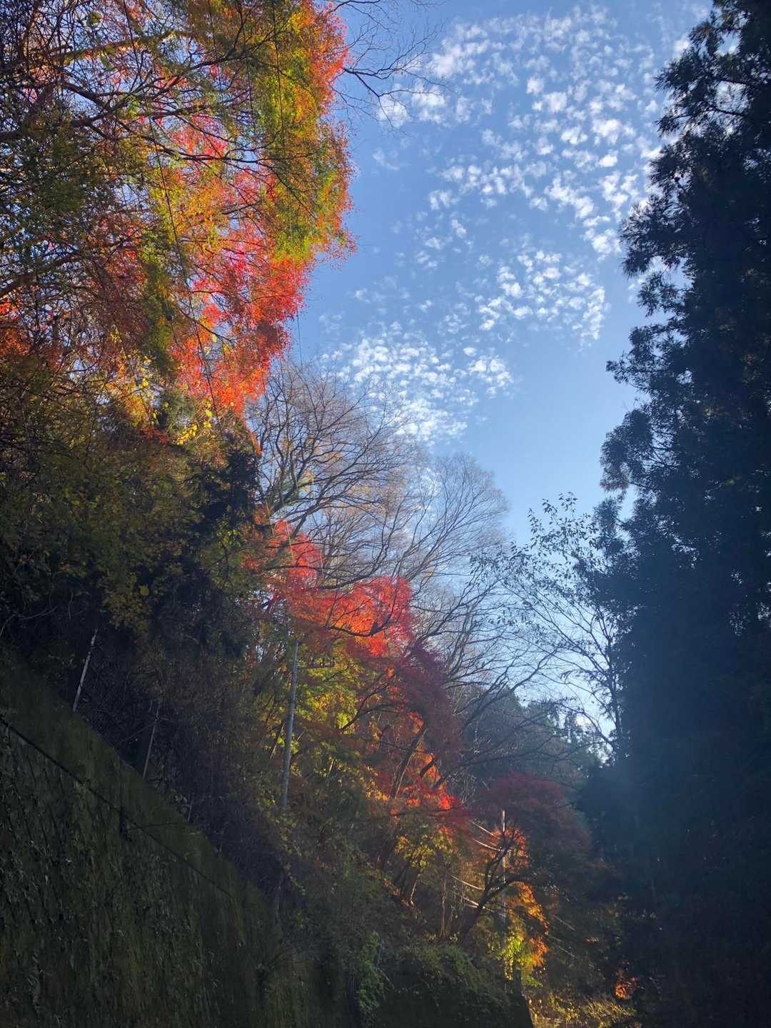 陽が当たるとキラキラ🤩