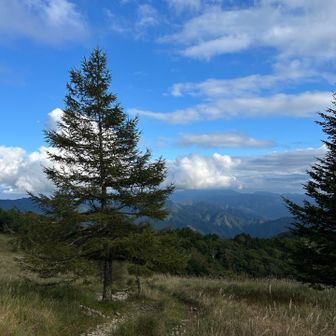 下山の兜平の🌲