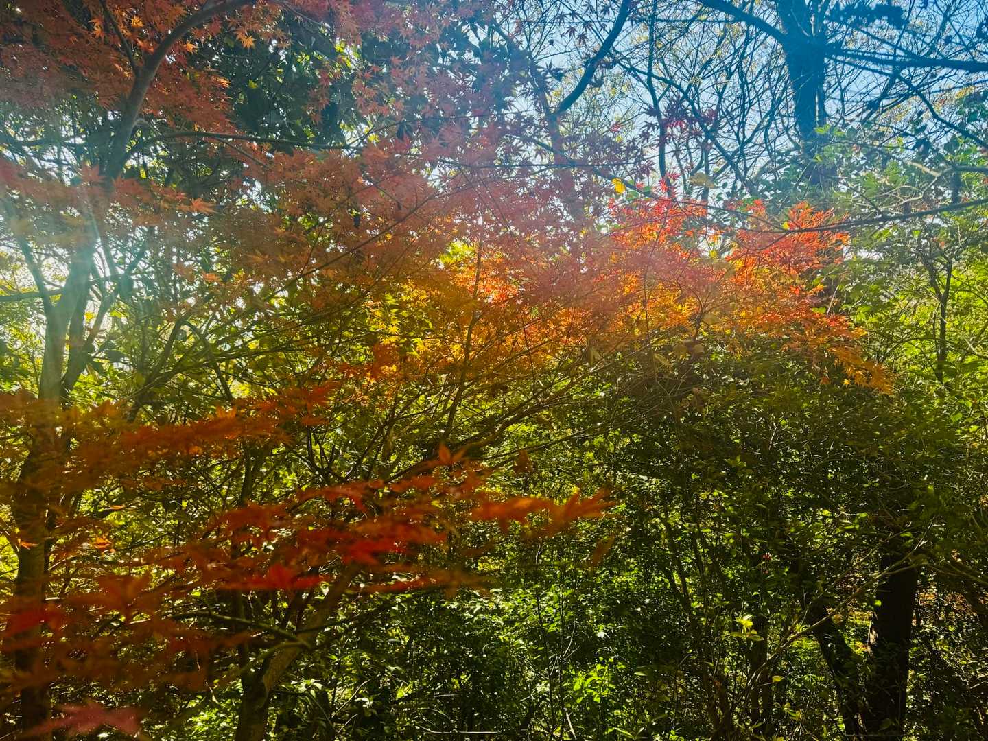 一気に降って行く…途中に一箇所もみじ🍁