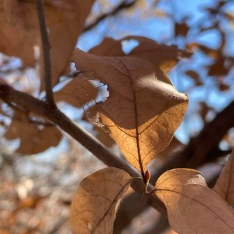 ヤマコウバシ🍂