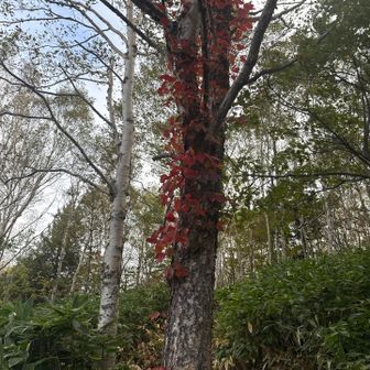 紅葉