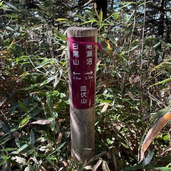 皿伏山とうちゃーくorz
このお山の上りと下りがこの遠征1番の難所でした。背丈以上の熊笹の藪漕ぎあり、それとハンパない泥濘が何箇所も。ひどいとこはハイカットの靴が水没して靴の中まで泥が侵入してきた。ドロドロ道は見晴新道だけじゃないのね🫣