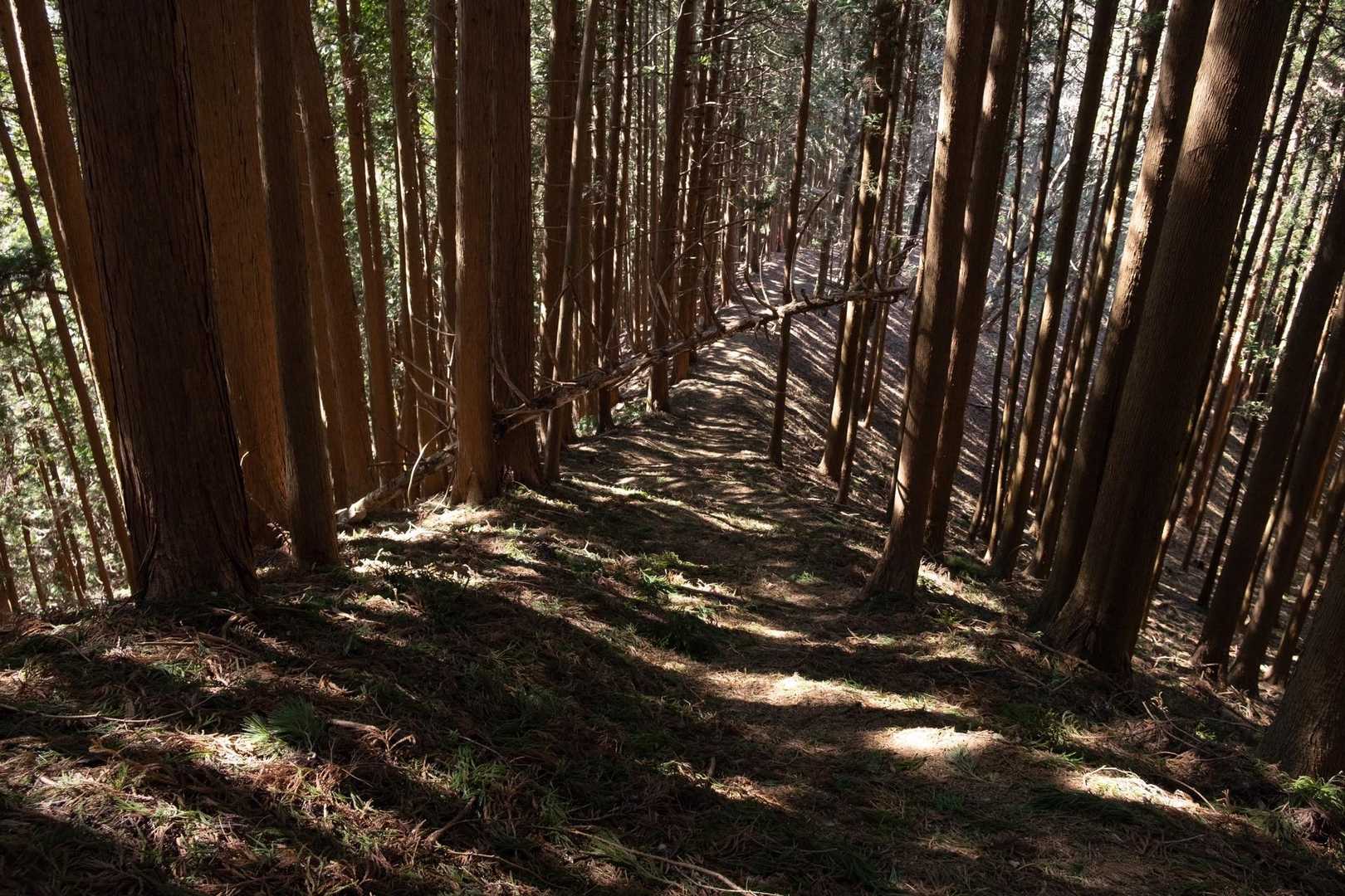 こういう尾根道は歩いていて気持ちいいですね。
でもスギ花粉はダメですね🙅‍♀️