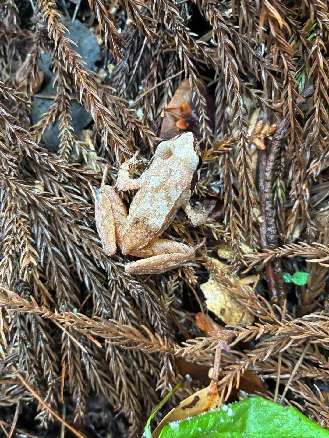 雨の日はご機嫌🐸
いたるところでお会いしました🙌
