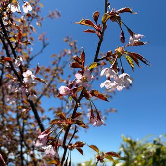 山桜がまだ。