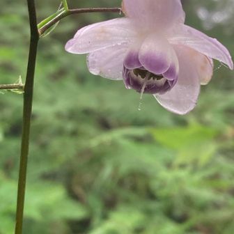 いいね　この辺が群生地　お花畑になっている