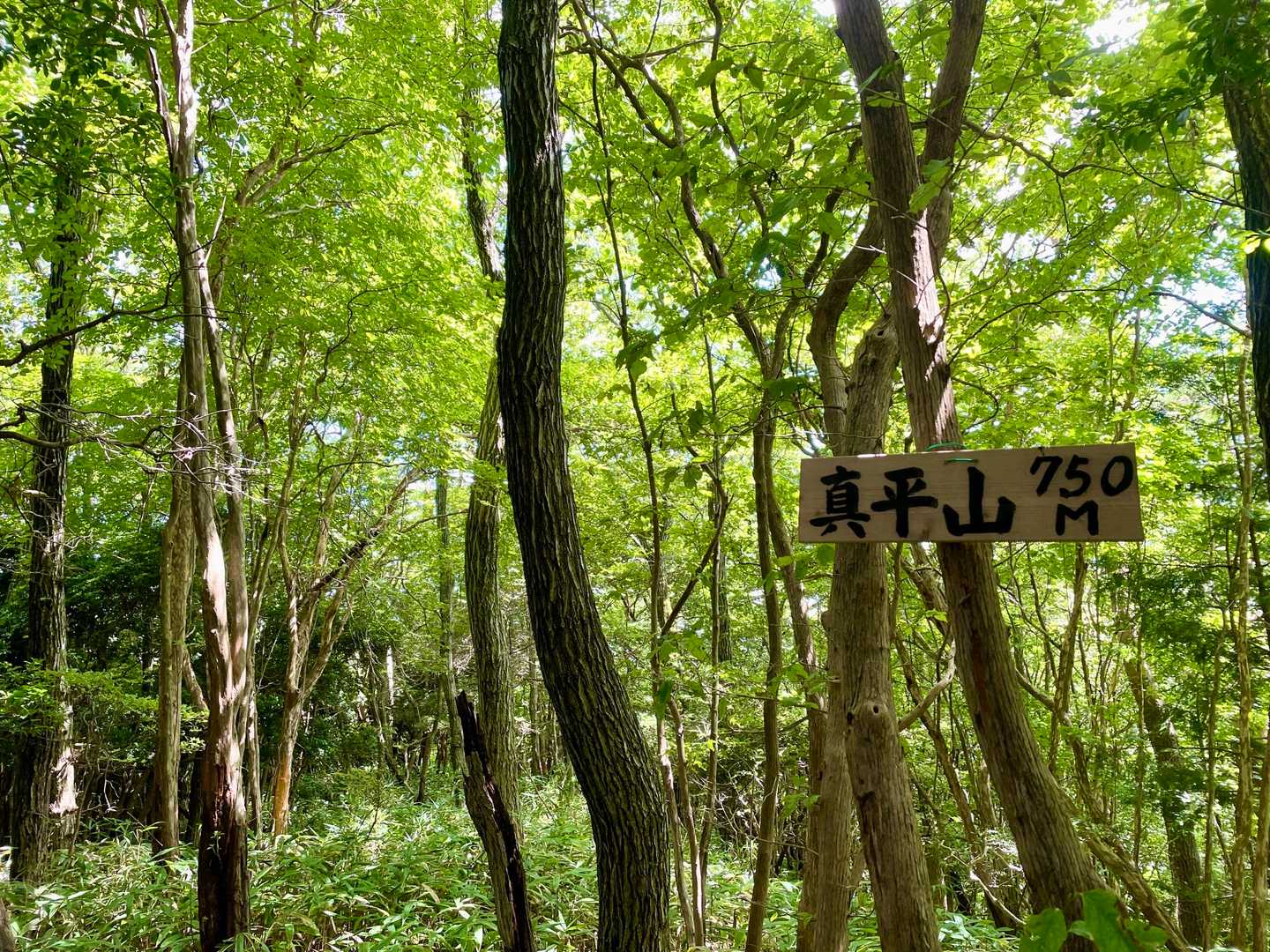 グレー山マーク山頂の標識です😃
ホント設置していただいて感謝しかありません😌
おかげで笹漕ぎが報われました😌