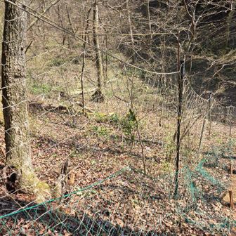 観察路はぐるっと一周できるようになっていました