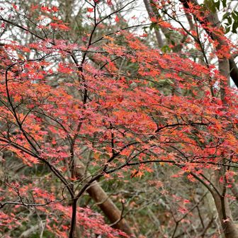 河津桜から林道を下ると紅葉が残っていました