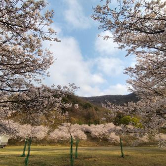 お祭会場からスタートです。
レポのチェックポイントが「登山口」だらけなのは、ここで花見に興じ過ぎたせいです。