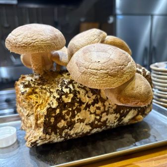 カウンターにあった原木椎茸
あまりにも整いすぎてて偽物かと思った