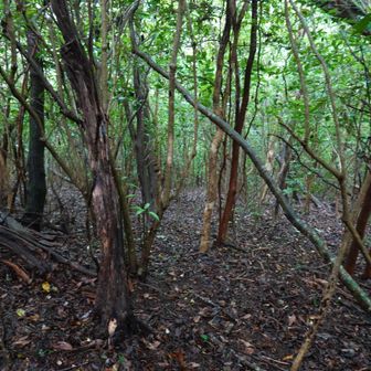 下山は少し右に下りました。
しばらくが歩きやすい道でしたが山名の通り厳しい激下りでした。