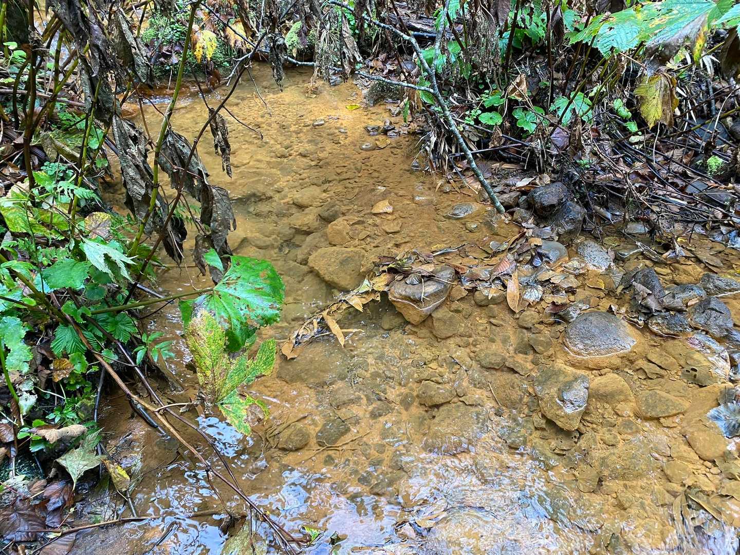 沢の水の色が変わりました！
茶色くて温泉みたい。
(でも冷たかったです。)
鉄分が多そう。