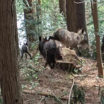 ボクが来て慌てて逃げるカモシカ家族