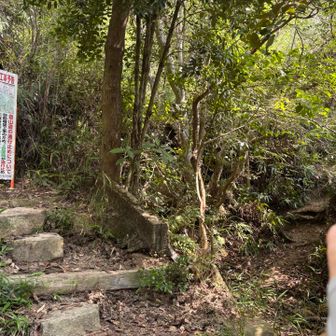 城山に行くルートのココを右に➡️
数年前に下山の時にプチ遭難して泣きそうになったルートです。まぁ、私が通行禁止の立て看板を無視して進んだのが悪かったんですけどね💦日が暮れて立ち往生してしまい途方に暮れたあの日のリベンジです。