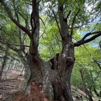 櫛形山へ、最大級のカラマツの巨樹を見逃す😓 / さとぶんのハイキング