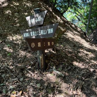 前は黒頭峰と夏栗山を回ったけど今日は逆です
ベンチで少し休憩した　既に暑い🥵