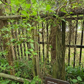 サネカズラを見に来ました
キベリハムシの幼虫はここにいるのかな？　
けど見つけられませんでした
もう土の中？