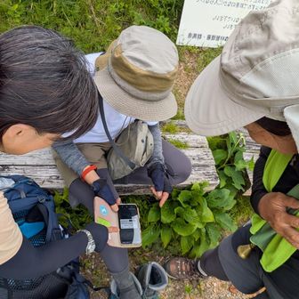 ヒル対策ルートに余念がない
