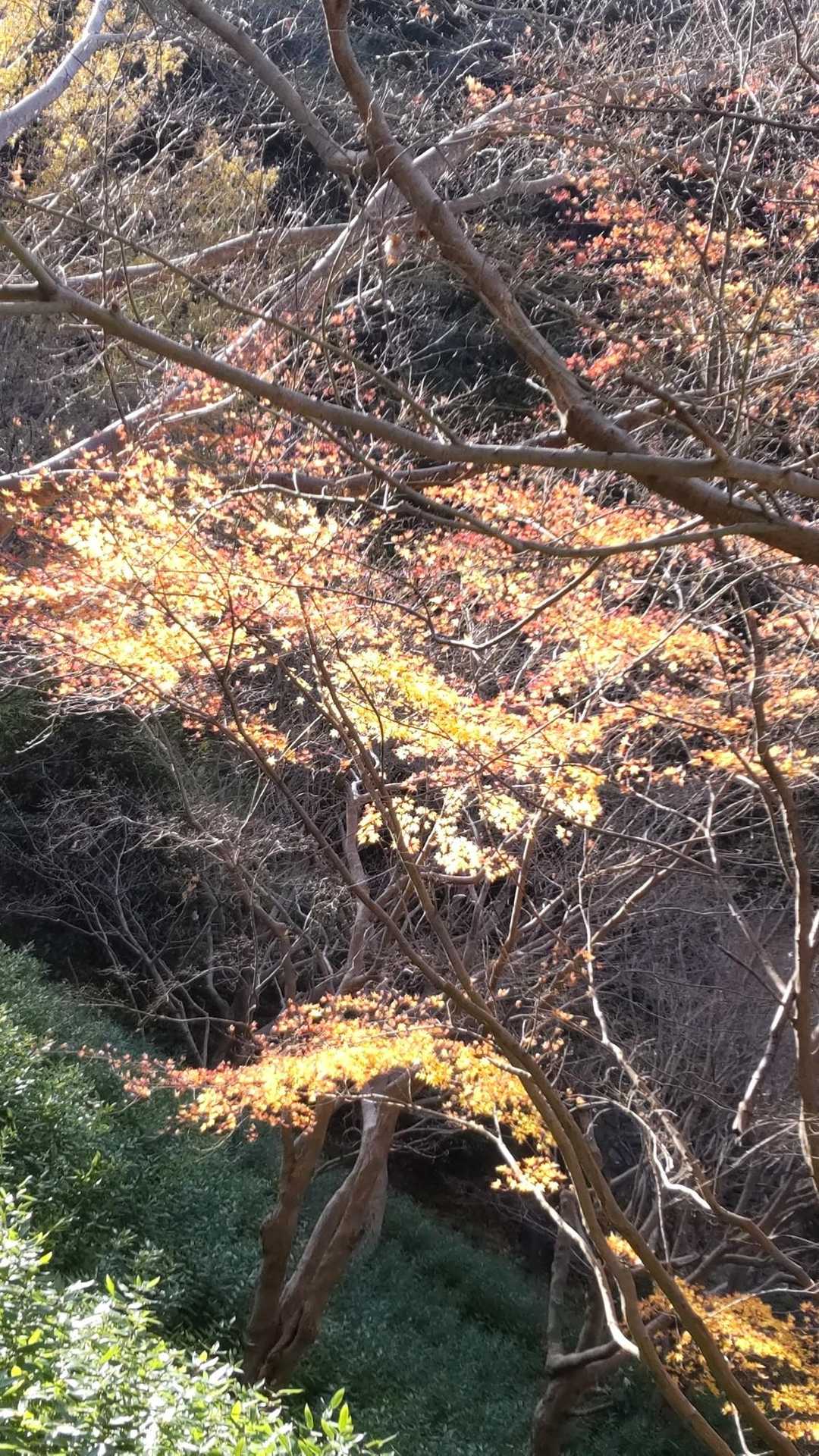逆光が良かった。✨✨✨