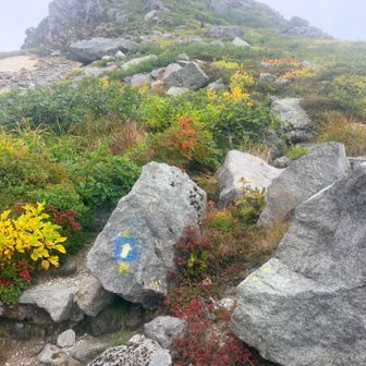 ここから山頂に向かって最後の登り⬆️