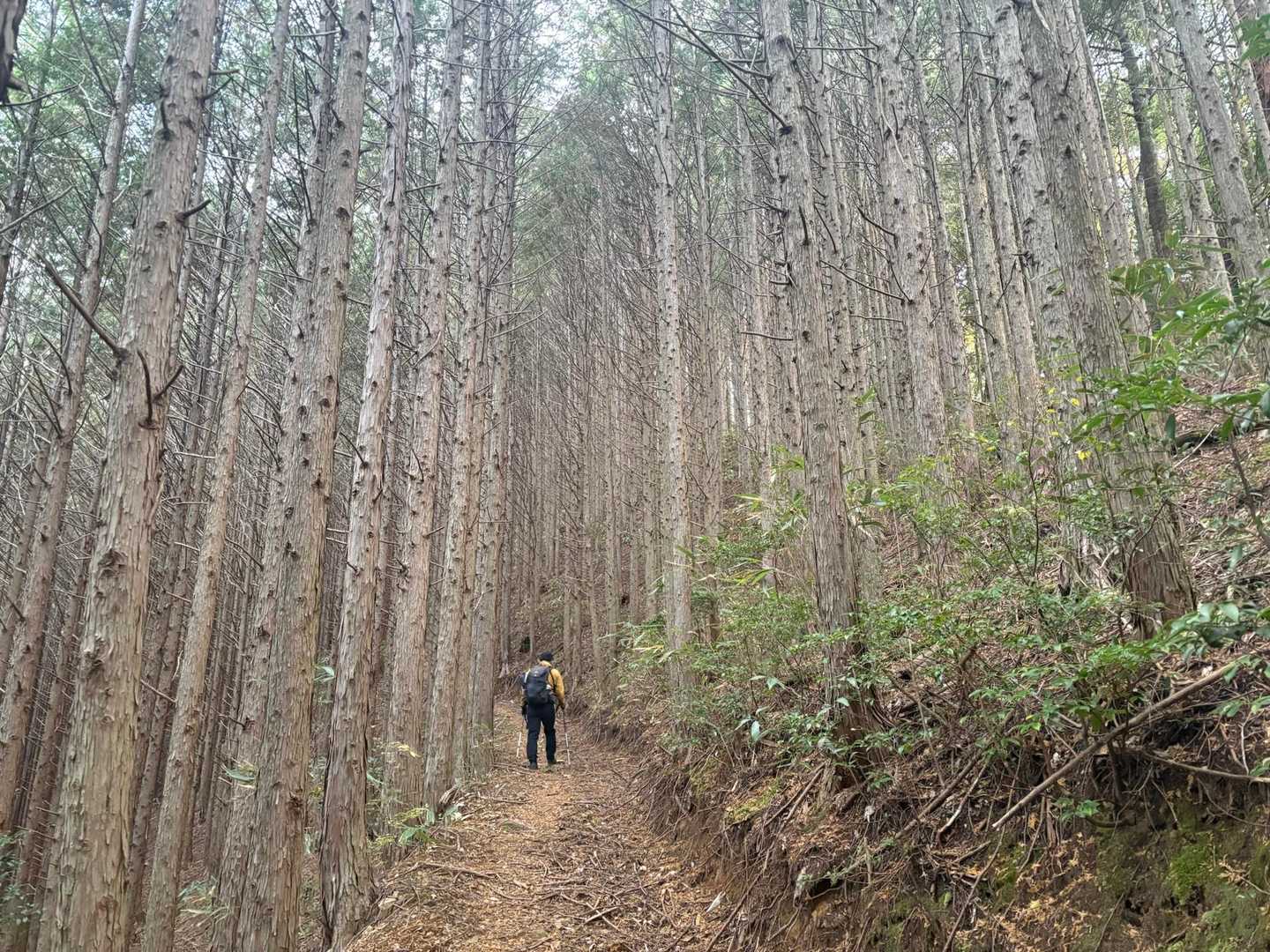 しかし、ここは山頂直前まで一本道。
このあとテープはありません。