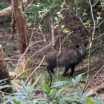 最後にカモシカ登場😳
首傾げてて顔かわいい