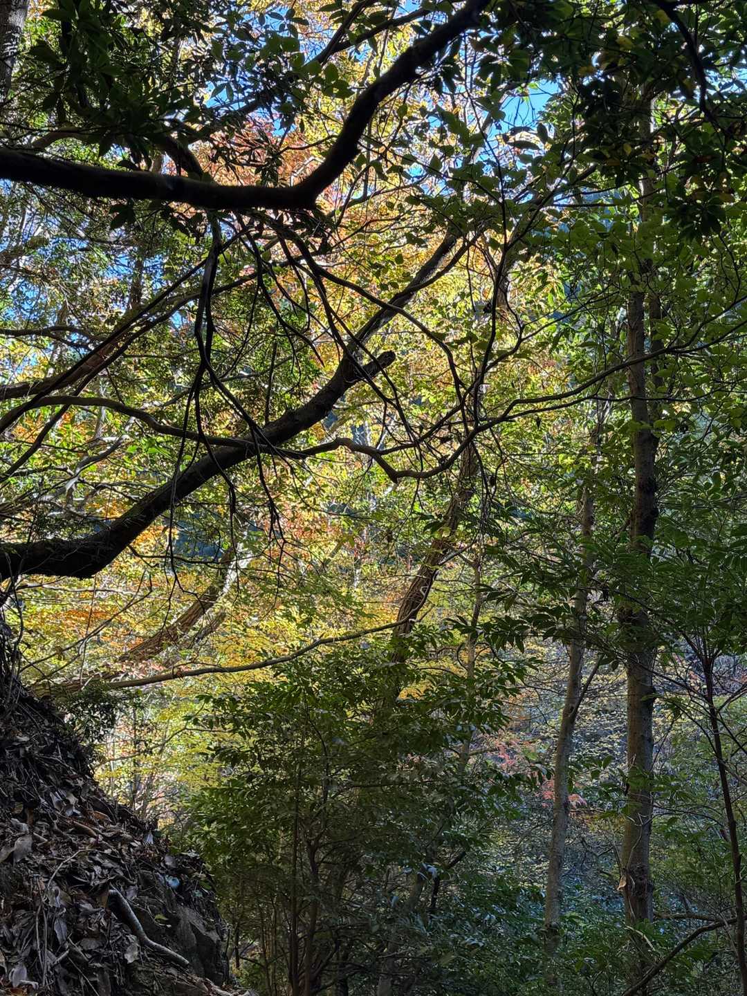 こんな感じで紅葉🍁が素晴らしかったものの、コースは結構な難路