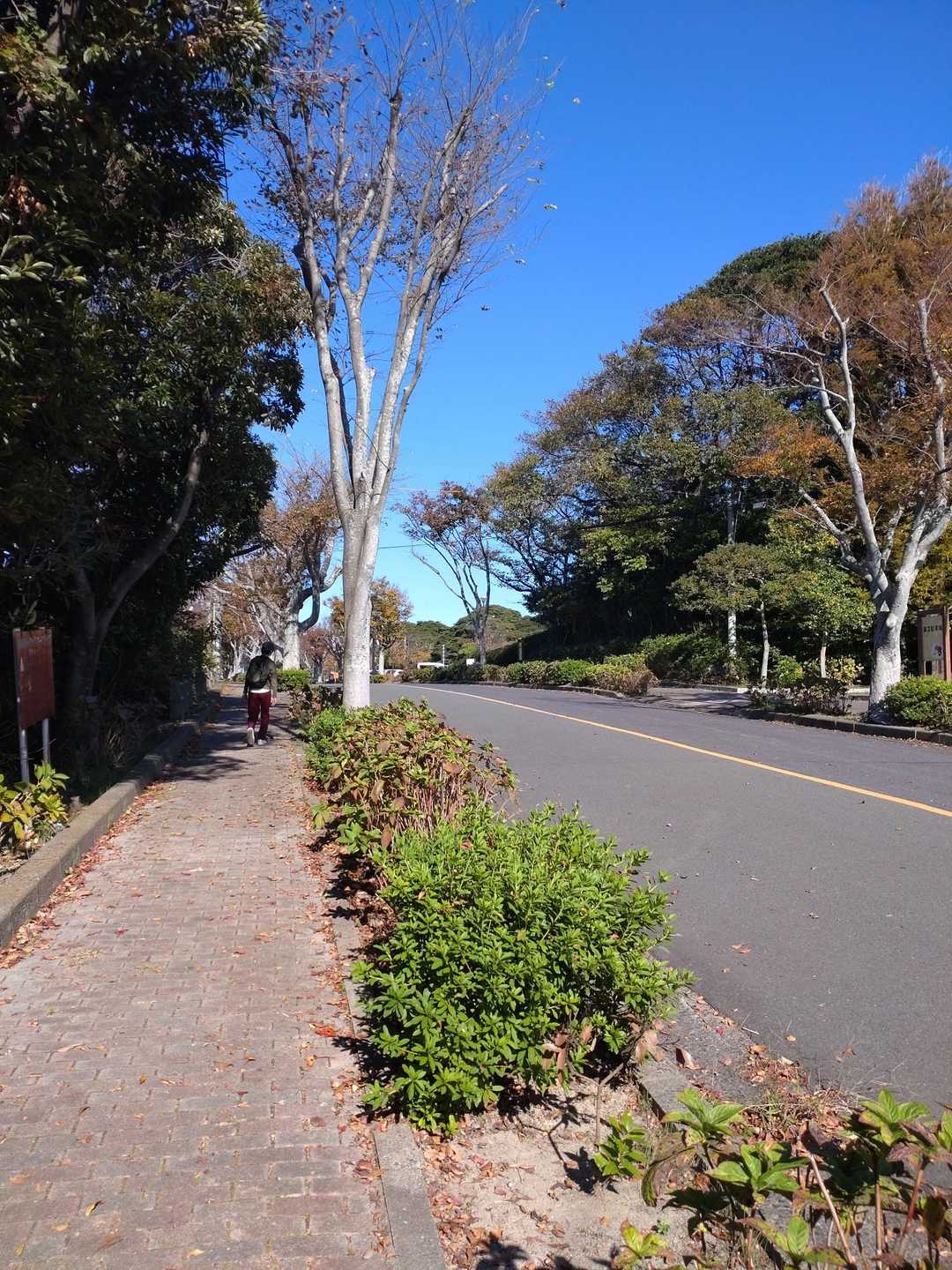 藤ノ木越-石峰山 往復コースの写真