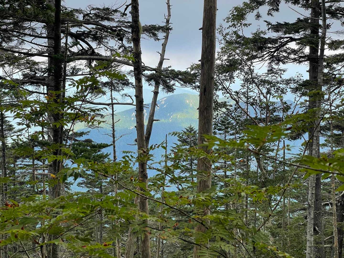 ずっと樹林帯なので眺望なし！
朝のうちは青空も出てて天気良さげな感じったのになぁ