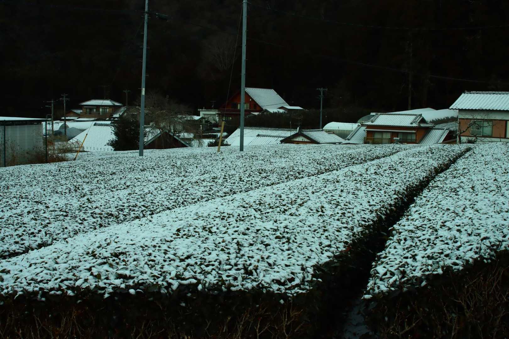 茶畑に昨夜の雪が積もります