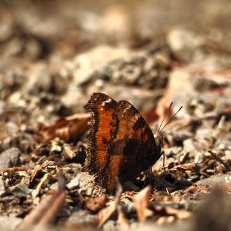 山頂によくいるやつ
休憩がてら暫く観察🔍