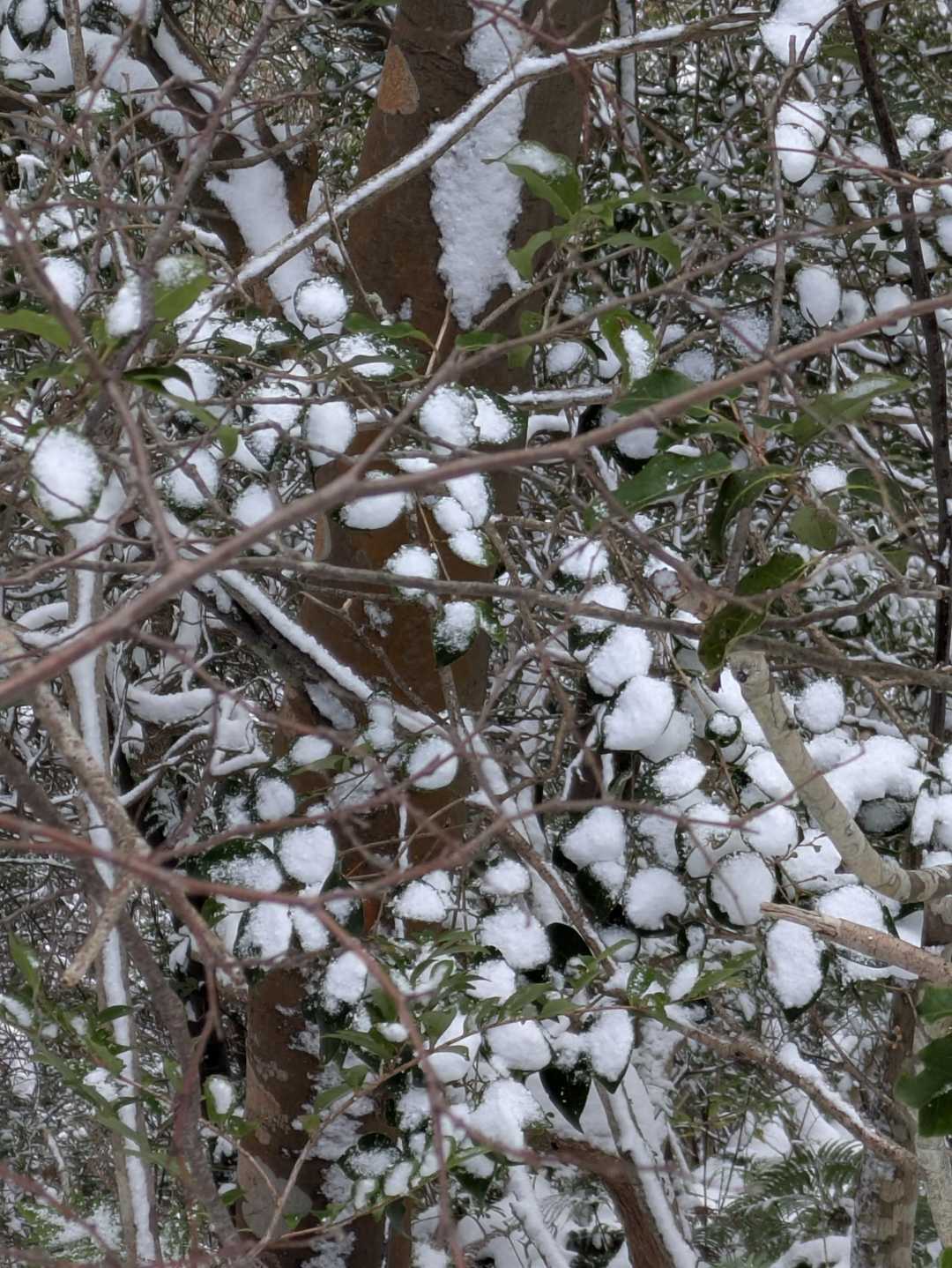 ❄のお団子🍡🍡😁