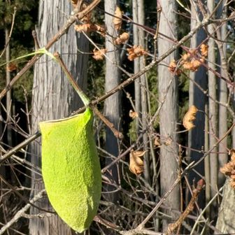 ヤマカマス（ウスタビガの繭）
エメラルドグリーンで美しいです✨