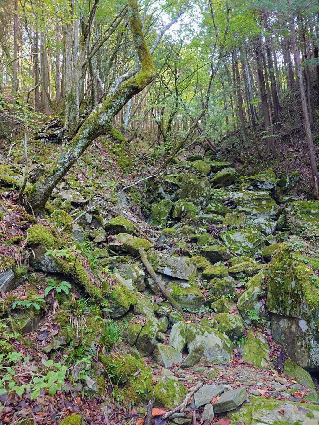 笹ヶ峰 往復コースの写真