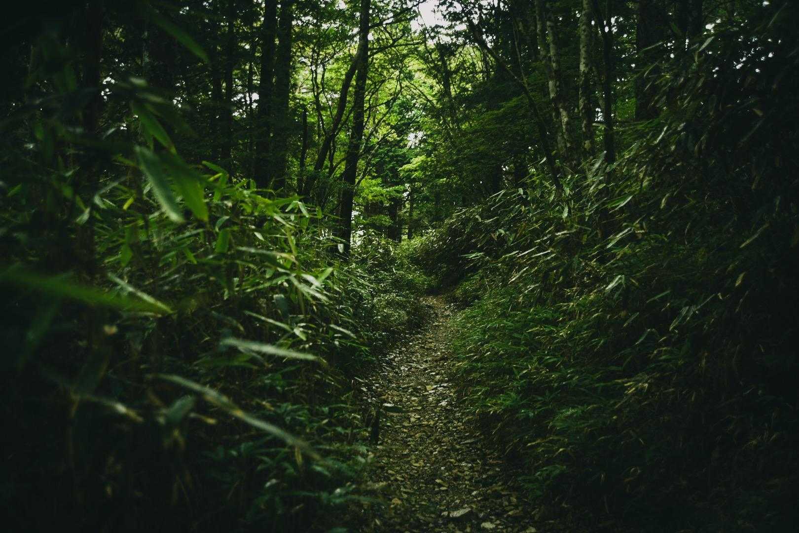 大杉峡谷登山口-休憩所-堂倉滝吊橋-大台ヶ原山-大台ヶ原バ 往復コースの写真
