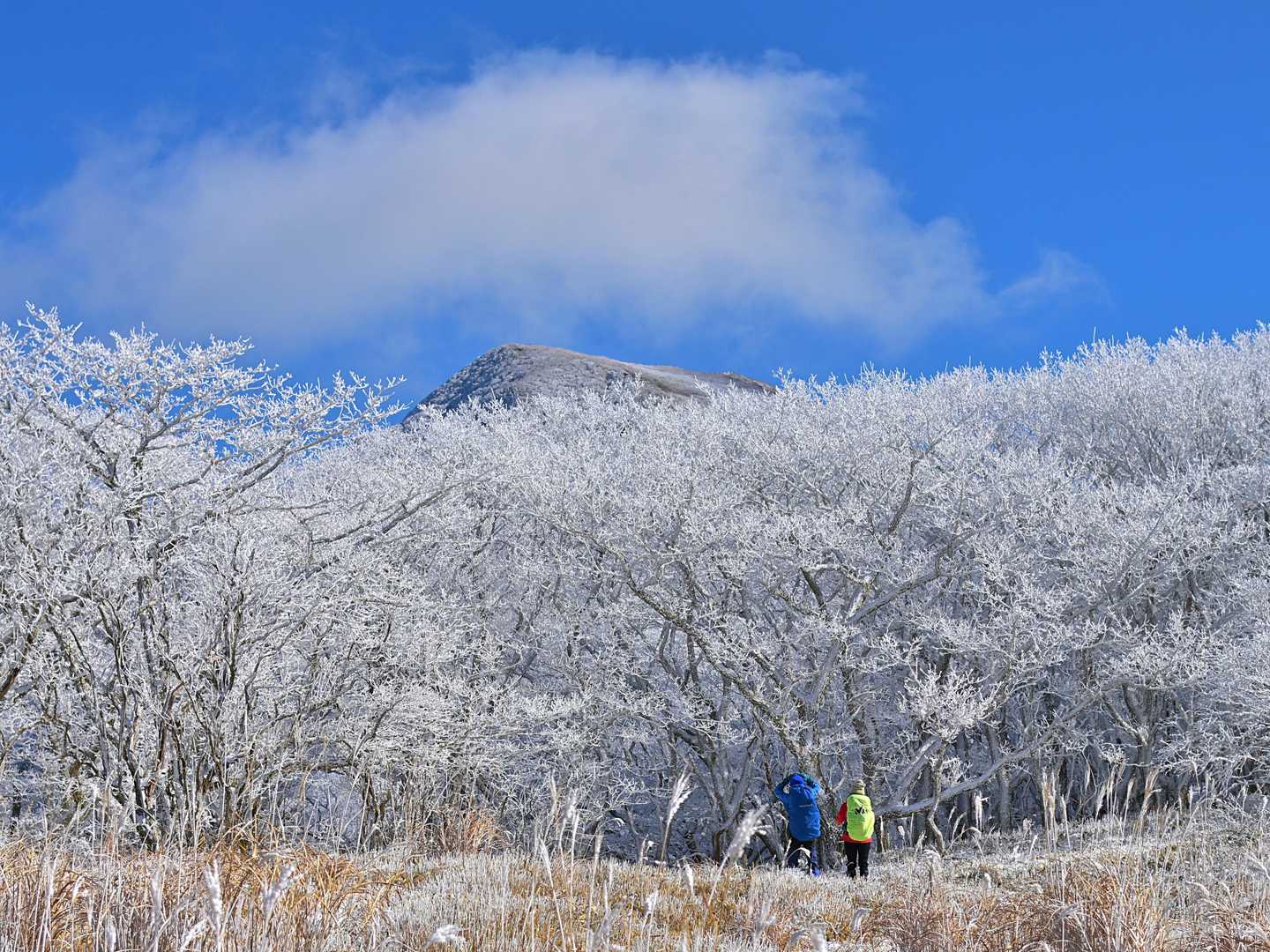 瀬の本登山口-岩井川岳 往復コースの写真