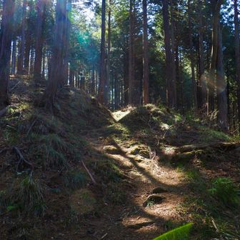 陽が差し込んで美しい