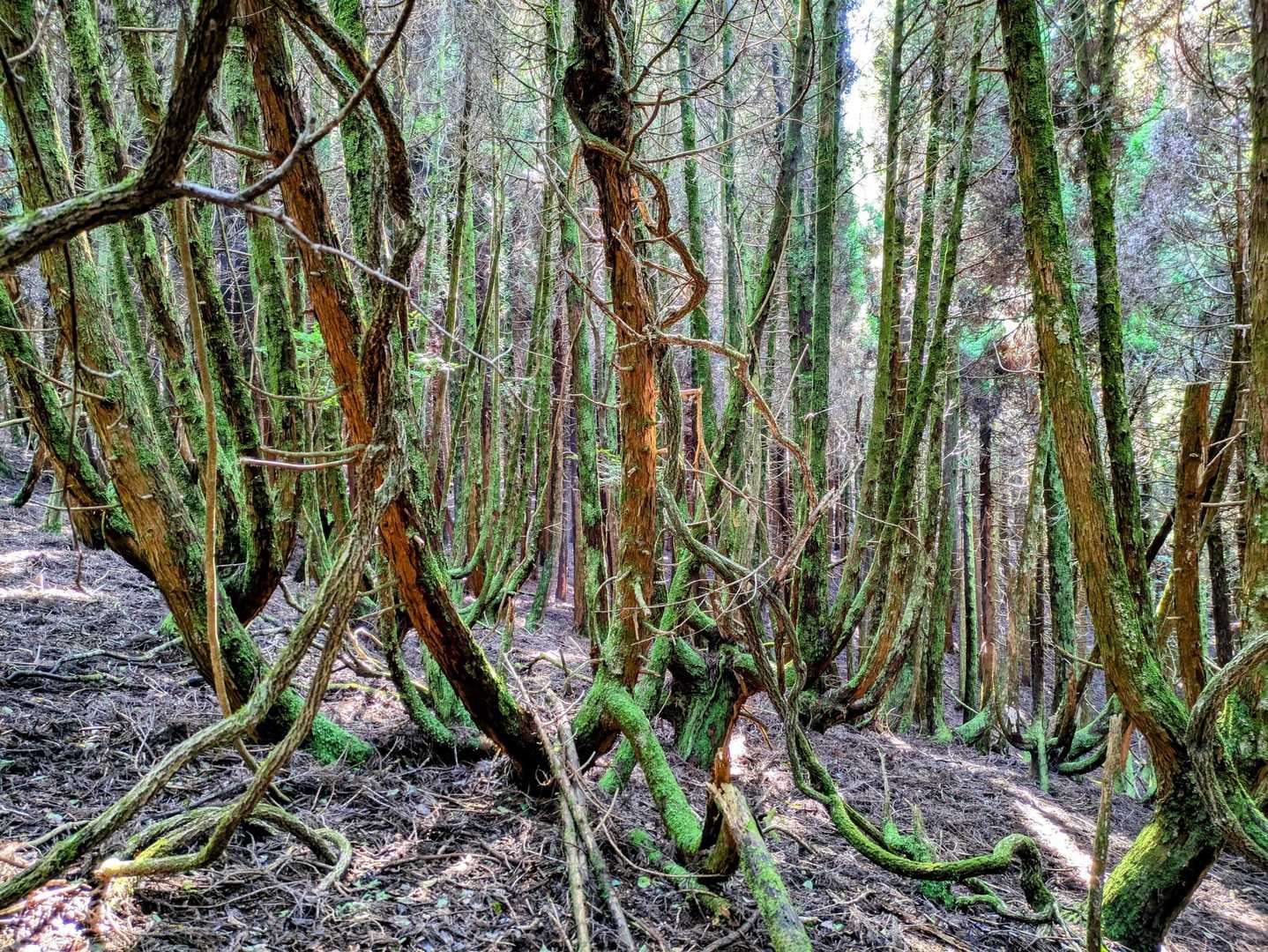 雰囲気ガラッと変わった〜
　
苔むす森🟢