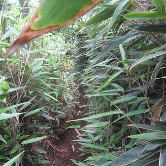 やはり草ボウボウ。ただし、数ｍだけ