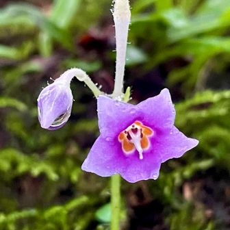 イワタバコも最後の株🌸