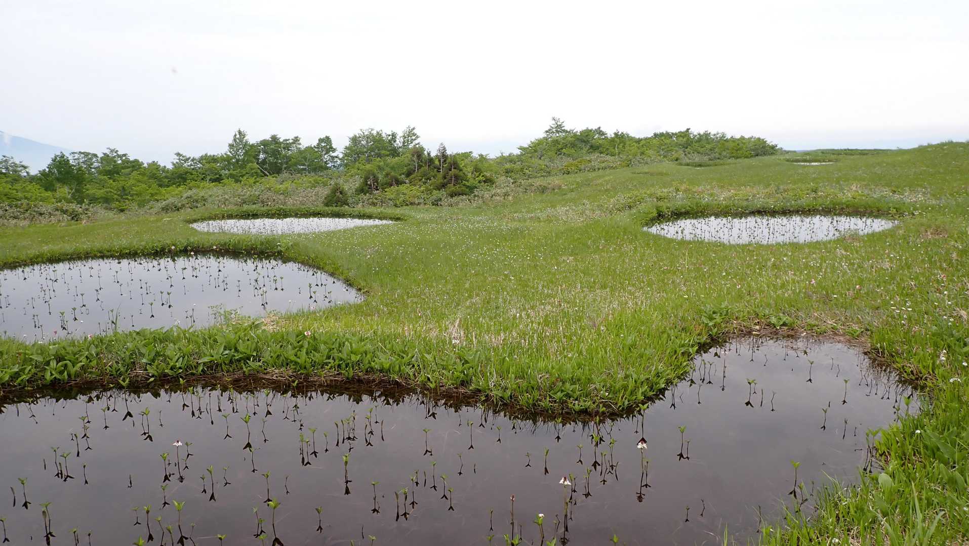 大広手登山口-田代岳 往復コースの写真