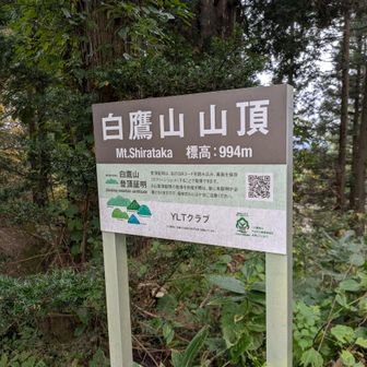 戻って白鷹山山頂