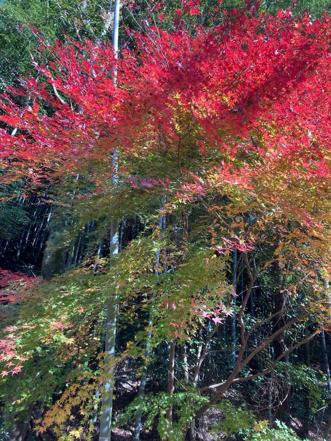 🍁
