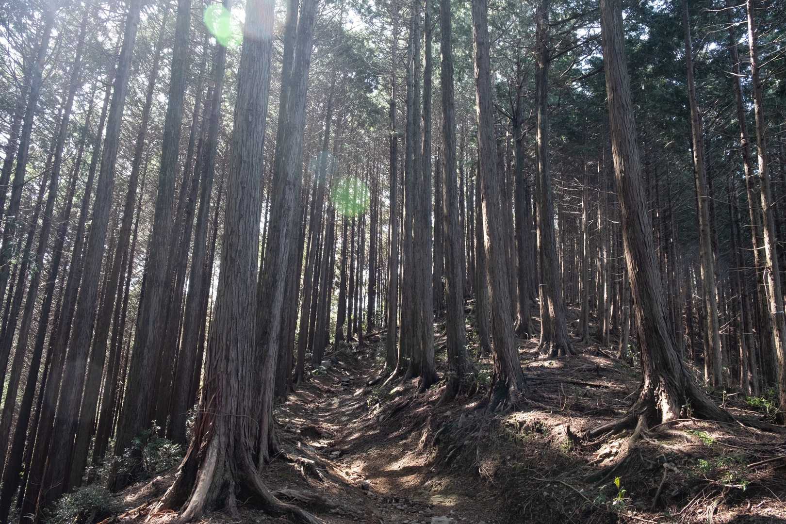 樹林帯の登山道。
何気に急登です。