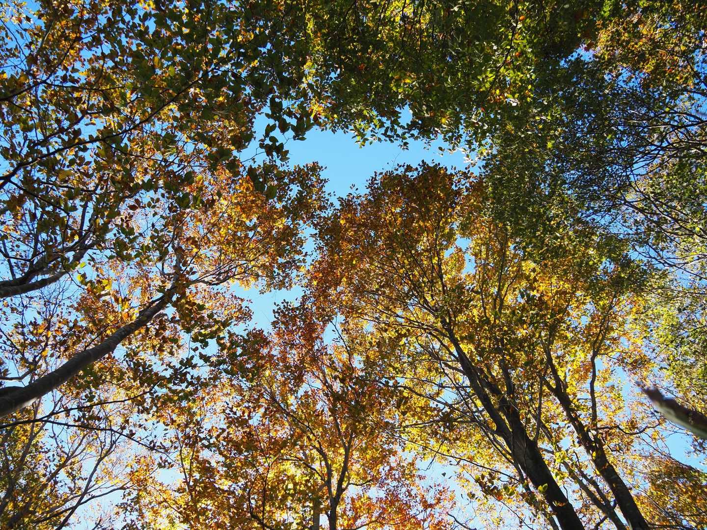 やっと紅葉らしい写真撮れました